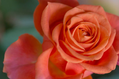 Close-up of rose flower