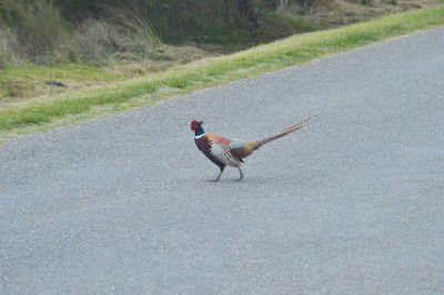 Side view of a bird on road