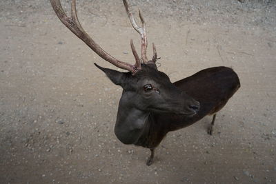 High angle view of deer on field