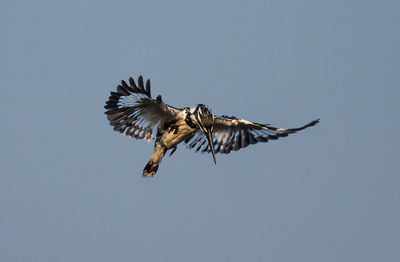 Low angle view of pied kingfisher flying against clear sky