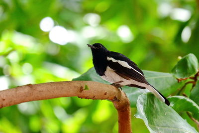 Close-up of bird perching on tree