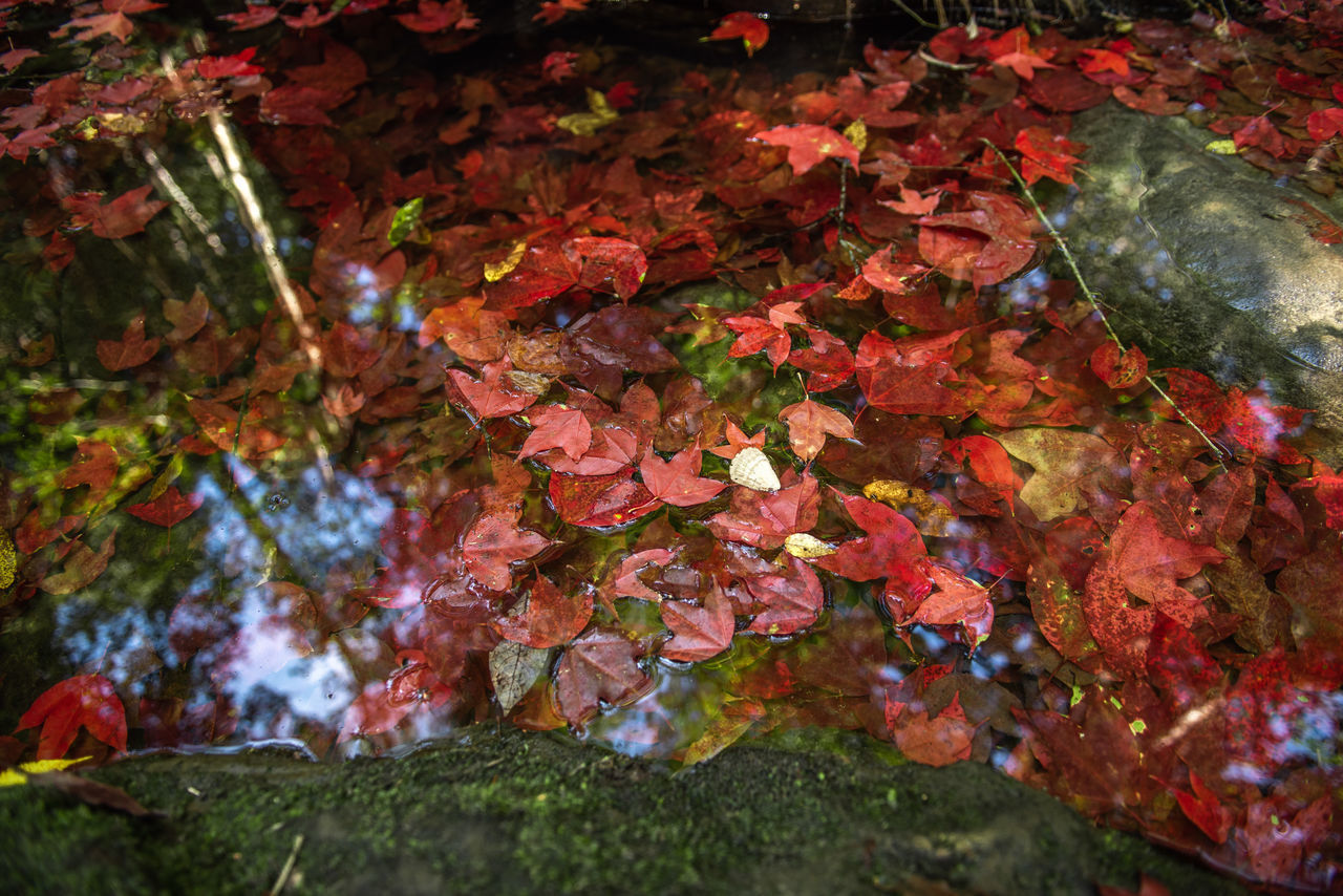 CLOSE-UP OF RED MAPLE LEAVES