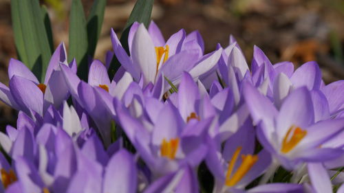 Close-up of purple crocus blooming outdoors