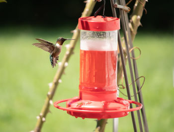 Red bird flying over a feeder