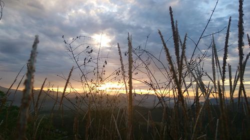 Scenic view of silhouette plants against sky during sunset