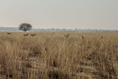 Scenic view of field against clear sky