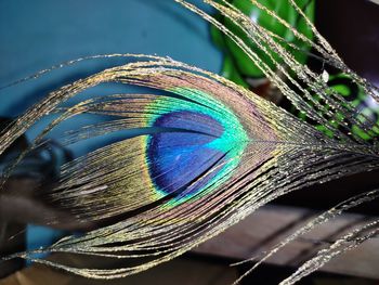 Close-up of peacock feathers