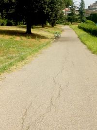 Dirt road passing through forest