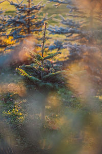 High angle view of plant on snow covered field
