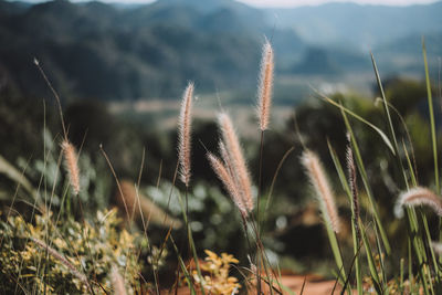 Close-up of stalks in field