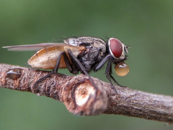 Close-up of fly