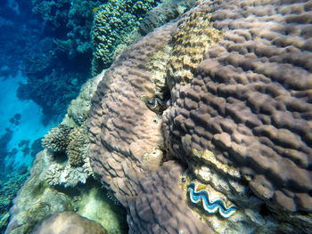 Close-up of fish swimming in sea