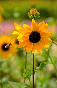 Close-up of honey bee flying by sunflower