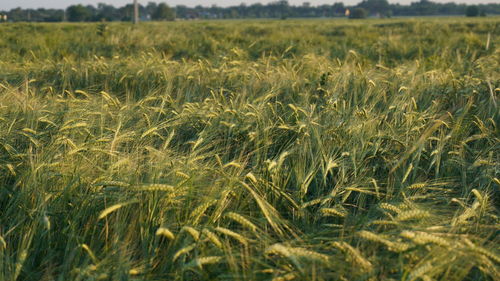 Scenic view of wheat field