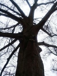 Low angle view of bare tree in forest