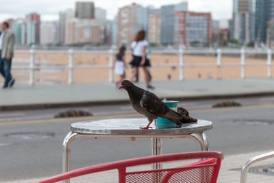Bird perching on railing in city