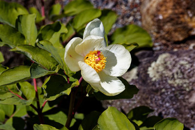 Close-up of white flower