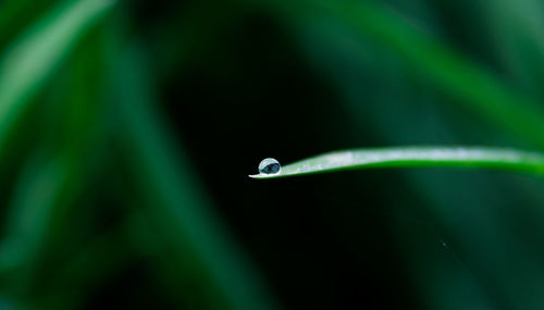 Full frame shot of grass with water droplet on the tip