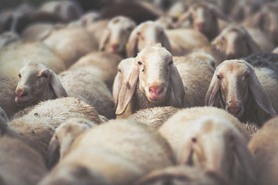 Close-up of sheep