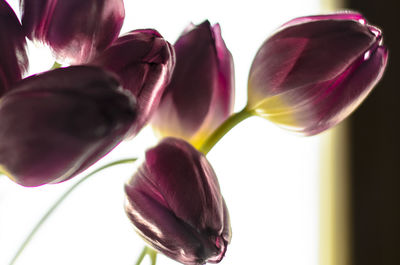 Close-up of pink tulips blooming in park
