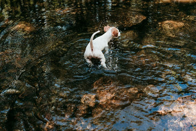 View of dog on rock in lake