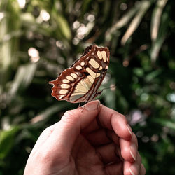 Close-up of butterfly on hand