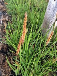 Close-up of plants on field