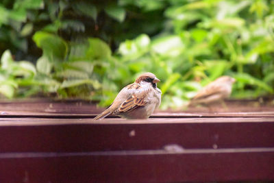 Close-up of bird perching on a plant