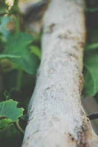 Close-up of tree trunk