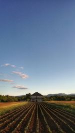 Scenic view of agricultural field against clear blue sky