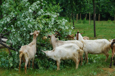 Sheep standing in a field