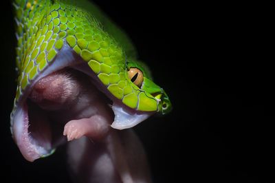 Close-up of lizard on leaf over black background