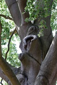 View of an animal on tree trunk