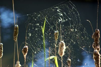 Close-up of spider on web