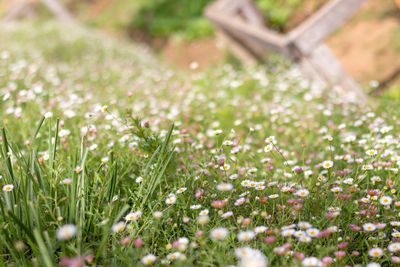 Close-up of white flowering plants on field