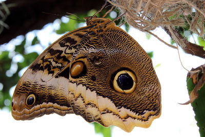 Close-up of butterfly on leaf