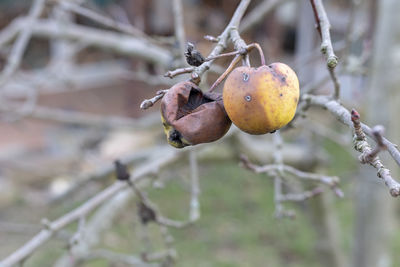 Close-up of fruit growing on tree