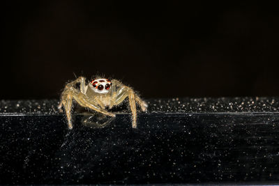 Close-up of spider on web against black background