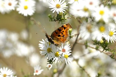 Close-up of butterfly pollinating on flower