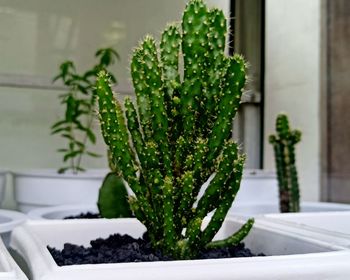 Close-up of potted plant on table