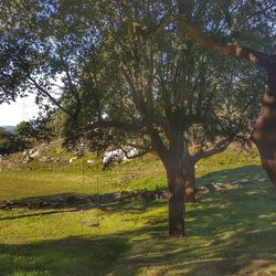 Trees on field against sky