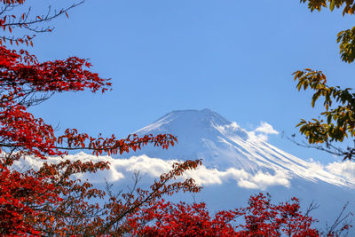 Low angle view of trees against sky during winter
