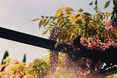 Close-up of plant against trees