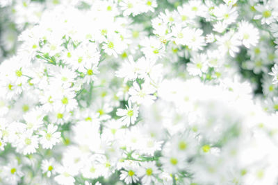 Close-up of white flowering plant