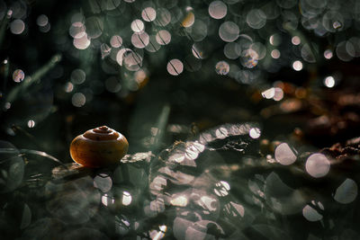 Close-up of water drops on flowering plant