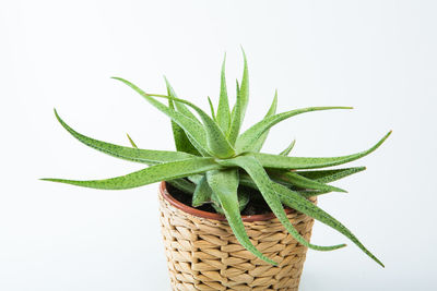 Close-up of succulent plant against white background