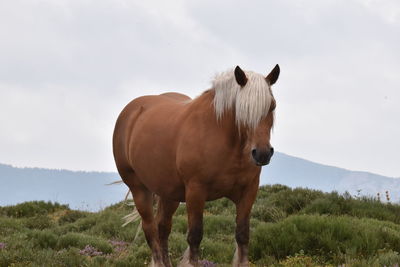 Horse standing in a field