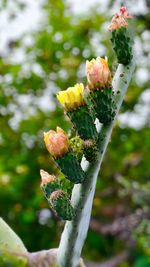 Close-up of flowering plant