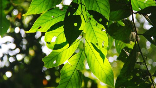 Close-up of fresh green leaves