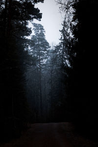 Sunlight falling on silhouette trees in forest against clear sky